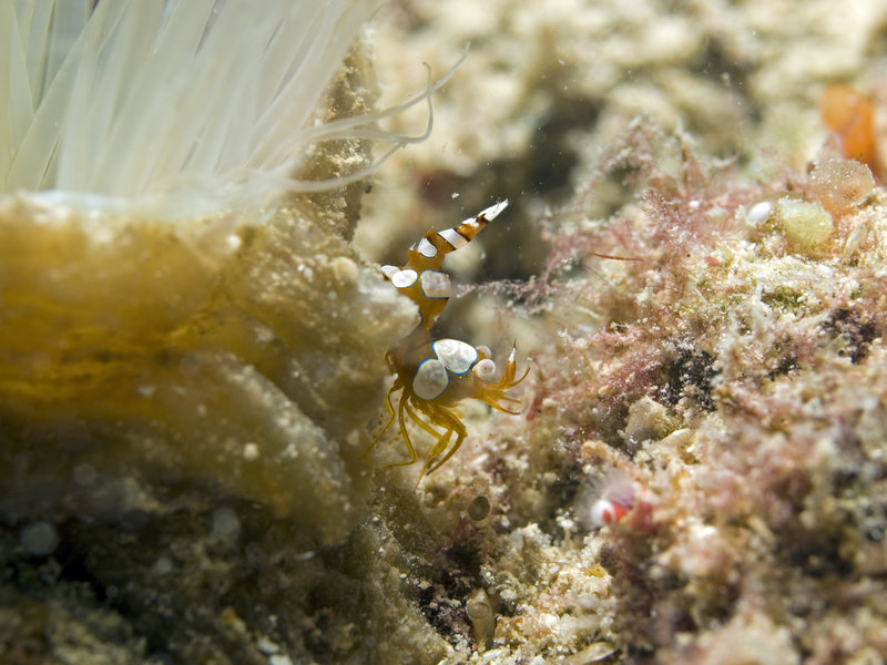 Shrimp, Seaventures House Reef